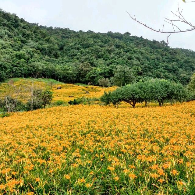 20210901赤科山汪家古厝金針花況