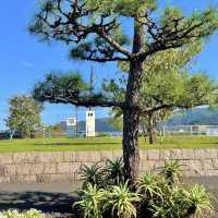 松の木か、椰子の木か