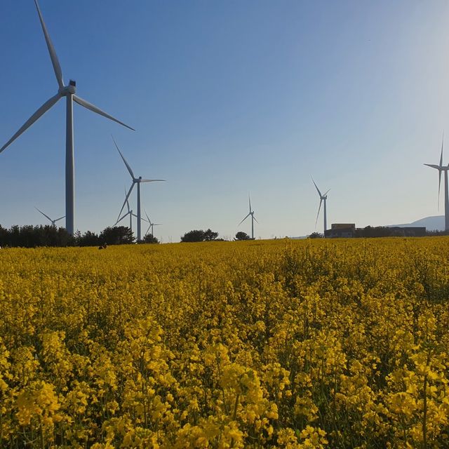 제주도에서 광활한 유채꽃을 볼 수 있는 “녹산로유채꽃길”