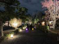 京都　SAKURA 桜めぐり❗️二条城のライトアップされた夜桜に感動❗️