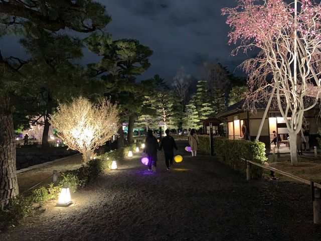 京都　SAKURA 桜めぐり❗️二条城のライトアップされた夜桜に感動❗️