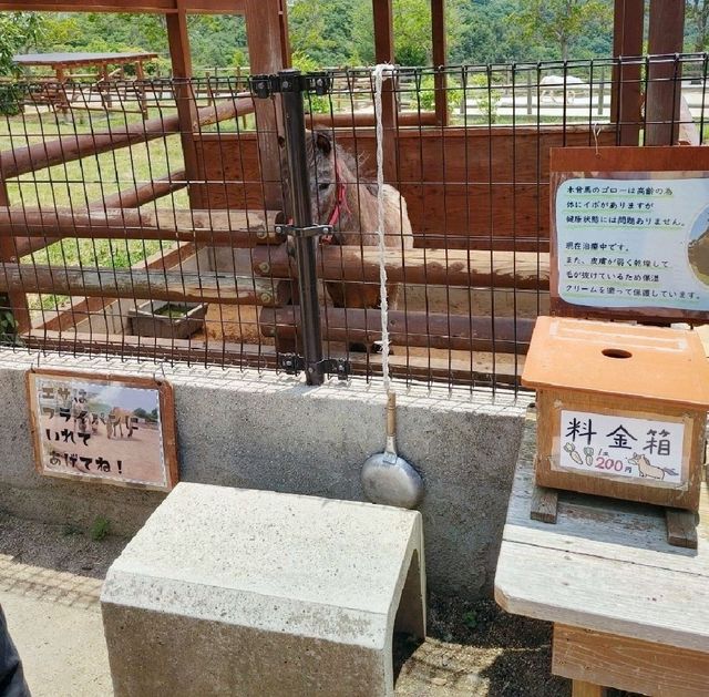 ふれあいのくに　ポニー給餌体験