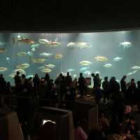 東京遊之水族館🤩🤩📸️