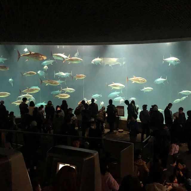 東京遊之水族館🤩🤩📸️