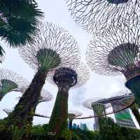 8 hours in Singapore, Best Transit ever!
