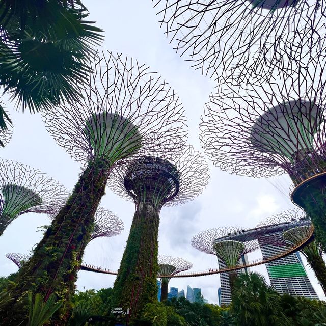 8 hours in Singapore, Best Transit ever!
