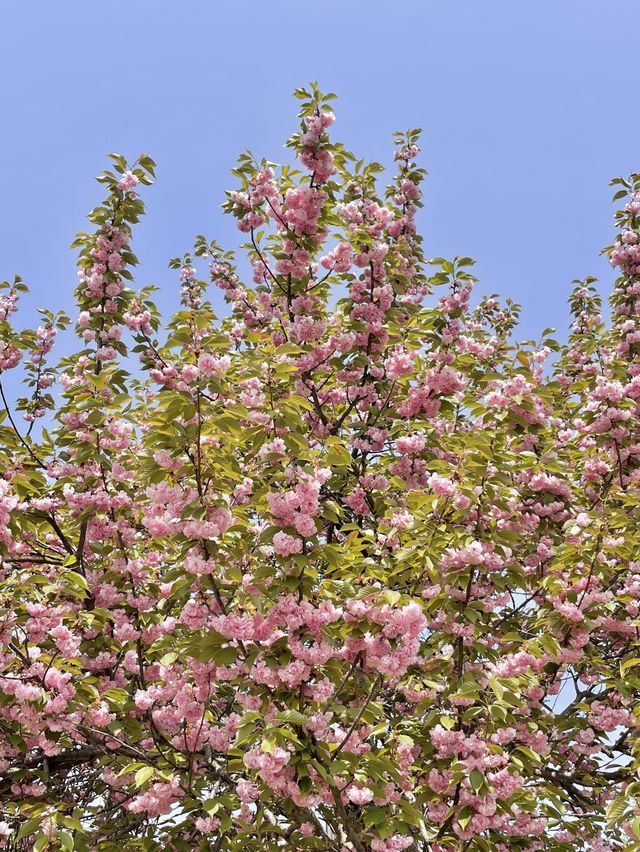 핑크빛 꽃밭에서 피크닉 어때요💖🌸