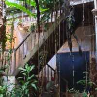 The Baboon House