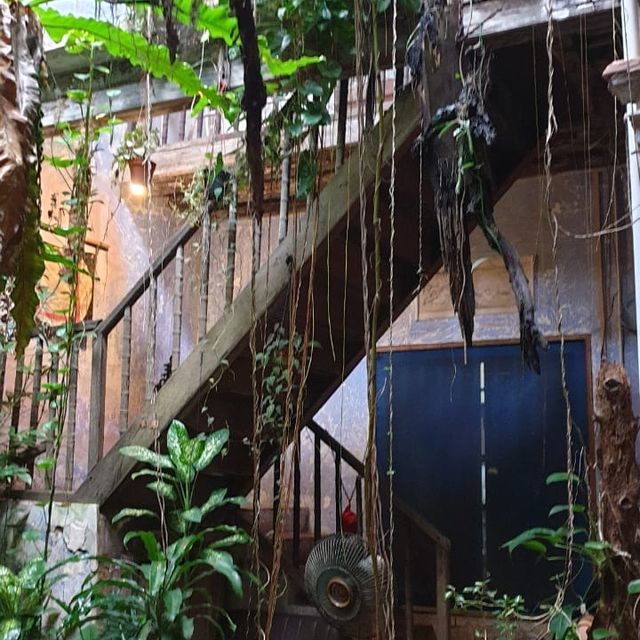 The Baboon House