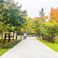 알록달록 단풍을 수놓은 양재시민의숲🍁
