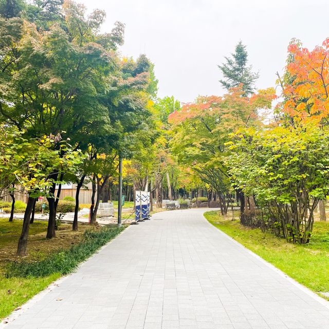 알록달록 단풍을 수놓은 양재시민의숲🍁
