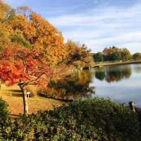 Autumn in Osaka 