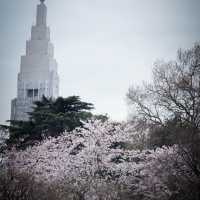 Sakura blooming 