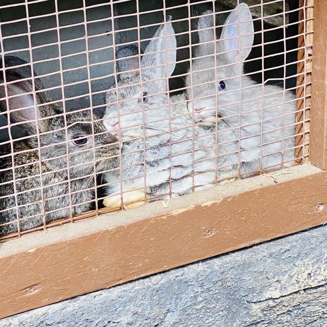 Petting zoo in KL city 