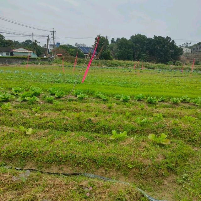 季節限定的美景-嘉義迷霧松境