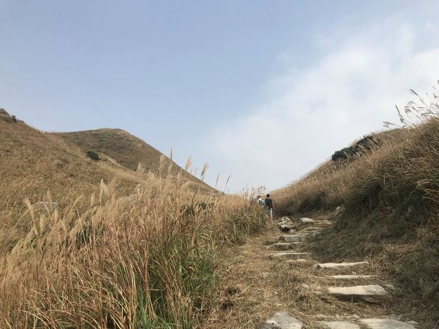 秋季芒草行🌾🌾 秋季芒草行🌾🌾