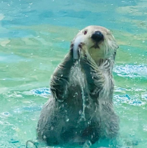 飼育種類数 日本一！鳥羽水族館
