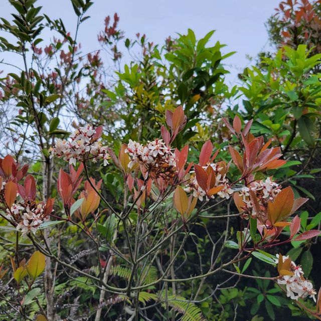 鮮花也在春天盛開｜西灣山