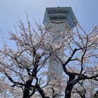 北海道　五稜郭タワーと桜