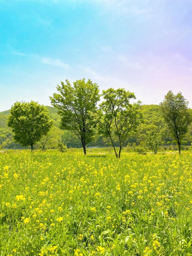 (✿ฺ。석장리 계절별 꽃단지 - 유채꽃편 ✿ฺ) 