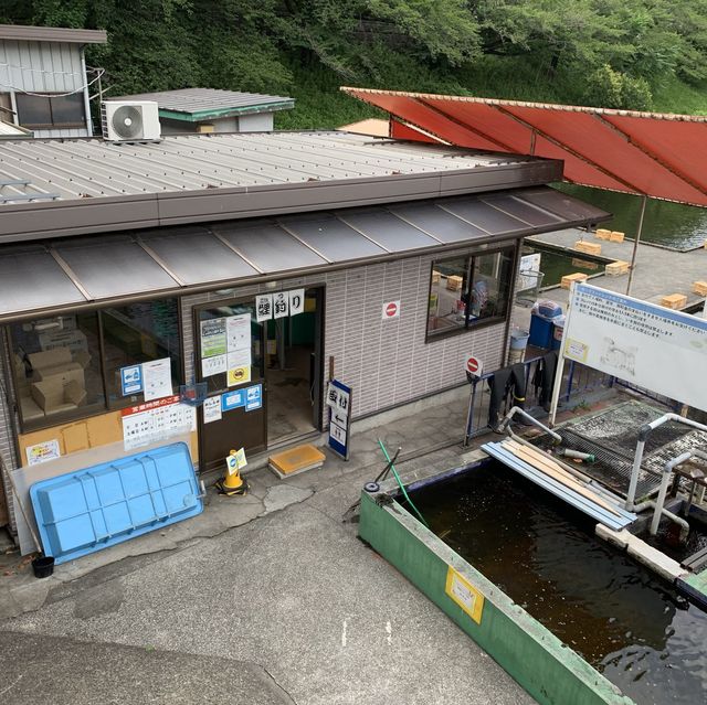 Câu cá Koi và ngắm cá vàng ở Ichigaya