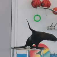 Dolfinarium Pattaya

