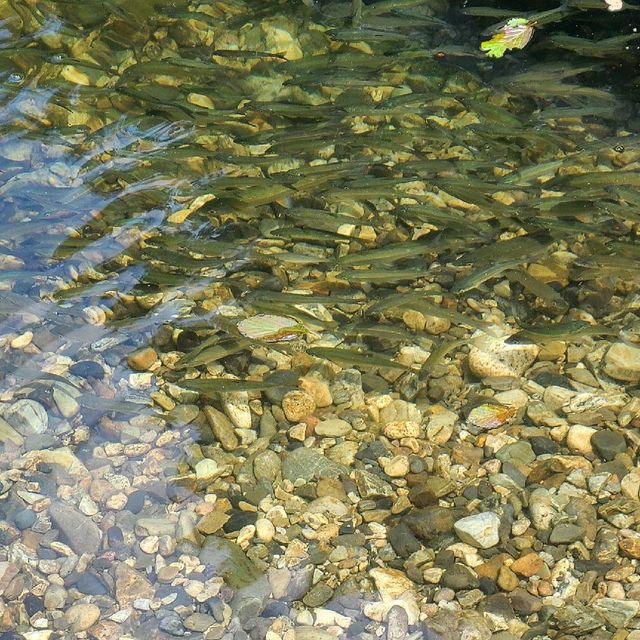 瀞峡巡り川舟観光【かわせみ】⭐
