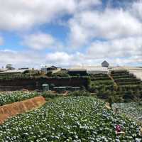 Garden Hydrangeas, Da Lat | Vietnam