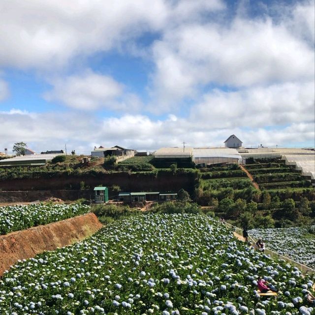 Garden Hydrangeas, Da Lat | Vietnam