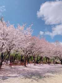 핑크 카펫이 깔리는 서울 벚꽃 맛집🌸