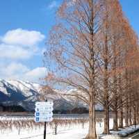 【滋賀】滋賀で必ず訪れたい絶景。メタセコイア並木
