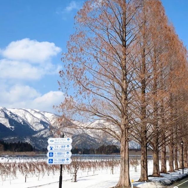 【滋賀】滋賀で必ず訪れたい絶景。メタセコイア並木