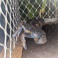 coconut crabs