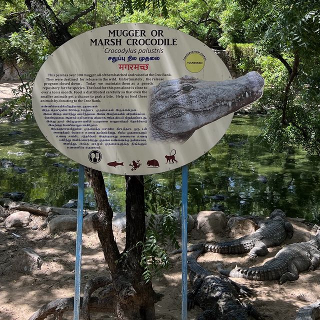 Fun with real crocodiles @ crocodile bank 