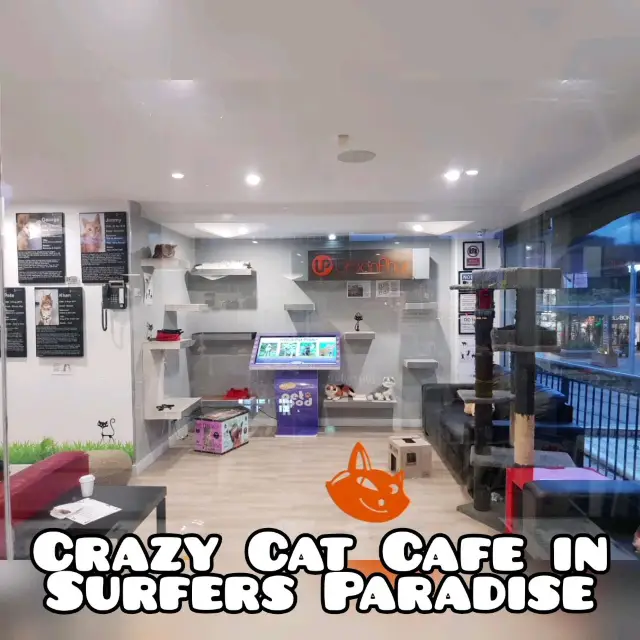 Cat Cafe in Surfers Paradise, Queensland