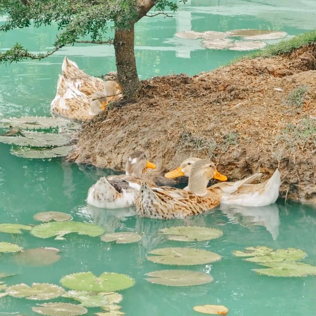 ปานชีวาคาเฟ่ บรรยากาศ ฟิลดี รีสอร์ทสุดๆ ปานชีวาคาเฟ่ บรรยากาศ ฟิลดี รีสอร์ทสุดๆ