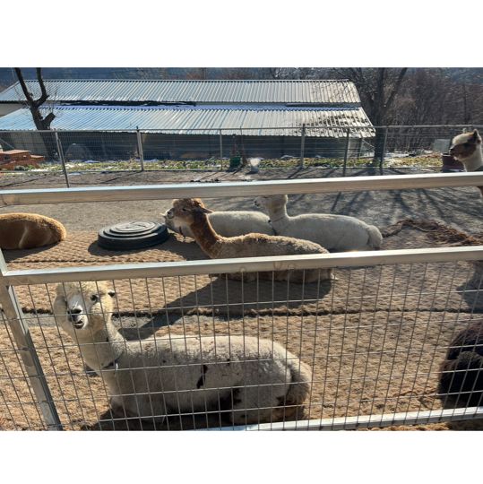 내 앞에 알파카 !!! 🦙