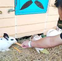 Wonderful place for kids 🤩 Farm in the city