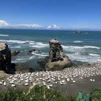 Amazing view of Gannets and sea