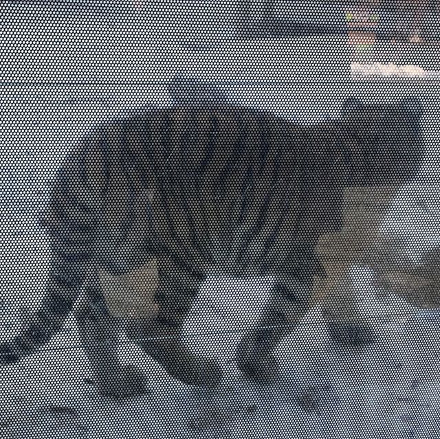 冬日白雪雪首爾動物園🫶🏻🫶🏻不一樣的體驗🤲🏻🙈