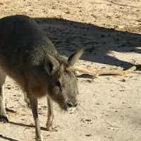 Al Areen Wildlife Park & Reserve