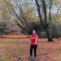 hiking at epping forest in late autumn