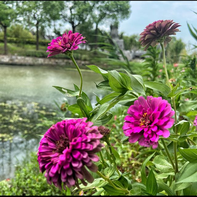 Flower spotting in Hanxiang Water Garden 🪴 