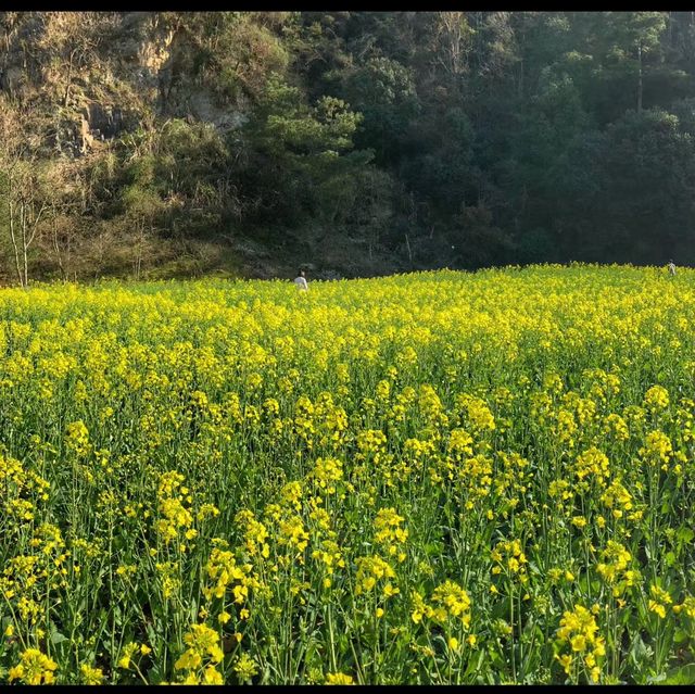 Spring in Thousand Island lake - China 🇨🇳  Spring in Thousand Island lake - China 🇨🇳