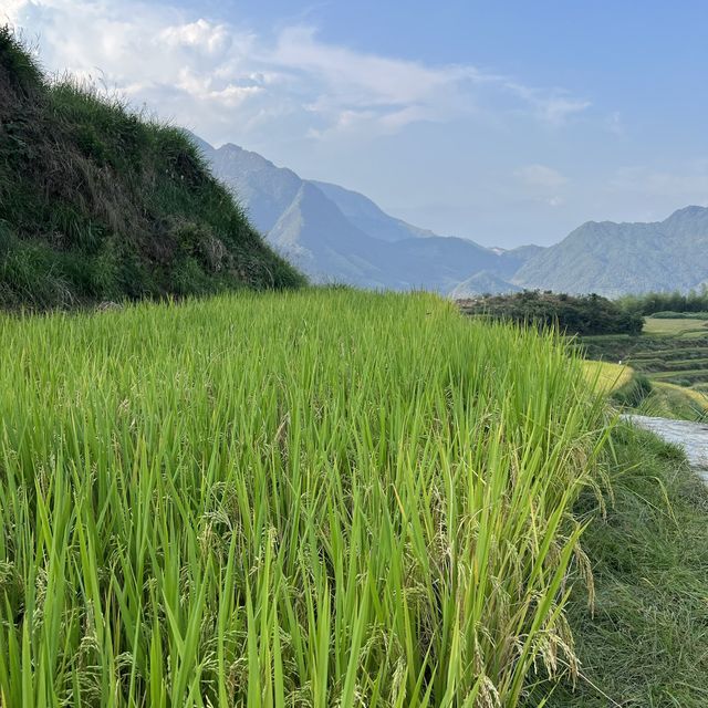 Paddy fields