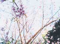 เที่ยวชมซากุระเมืองไทย