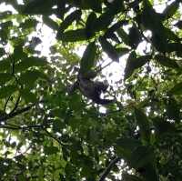 living in the world’s largest rainforest 