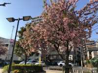 This year's cherry blossoms can be enjoyed to the fullest~