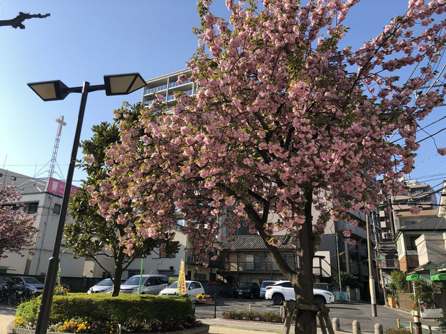 This year's cherry blossoms can be enjoyed to the fullest~