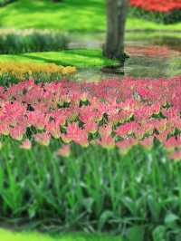 Holland Keukenhof Tulip Garden